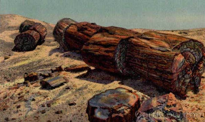 Petrified wood